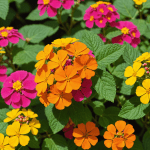 plongez dans l'univers fascinant de cette fleur méconnue qui apporte couleur et élégance à votre jardin tout au long de l'année. apprenez à la cultiver et à l'intégrer dans vos aménagements extérieurs pour un espace vivant et enchanteur.
