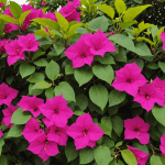 découvrez les principales raisons pour lesquelles votre bougainvillier refuse de fleurir. apprenez à identifier les facteurs comme l'emplacement, l'arrosage, et les conditions climatiques pour optimiser la floraison de cette plante pourtant magnifique.