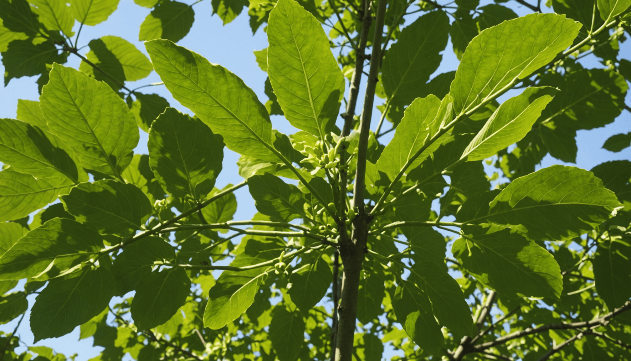 découvrez les désavantages essentiels à prendre en compte avant de cultiver le paulownia. informez-vous sur les défis environnementaux, économiques et techniques liés à cette plante aux multiples atouts, afin de faire un choix éclairé pour votre projet de culture.