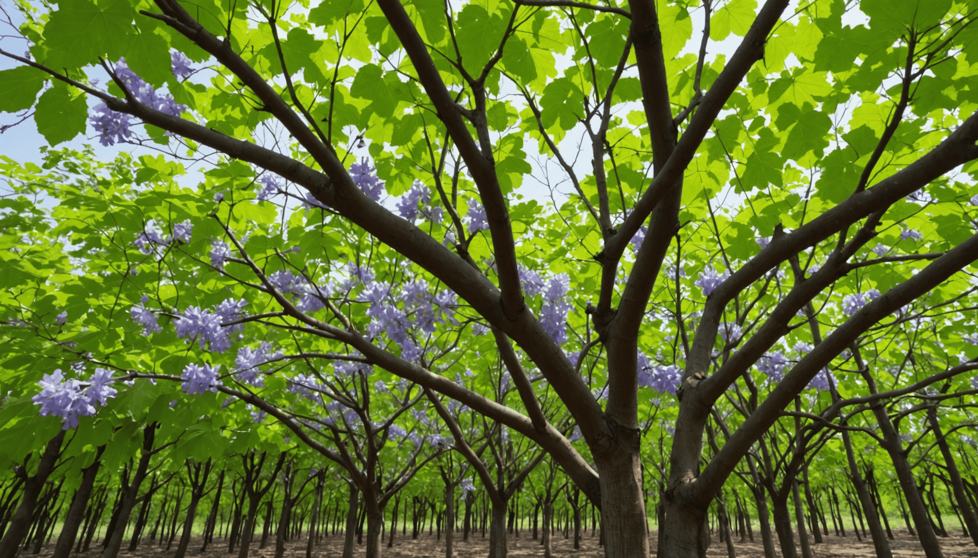 découvrez les désavantages potentiels de la culture du paulownia. cette analyse approfondie met en lumière les défis à considérer avant de se lancer dans cette activité sylvicole, allant des coûts d'entretien aux implications environnementales.