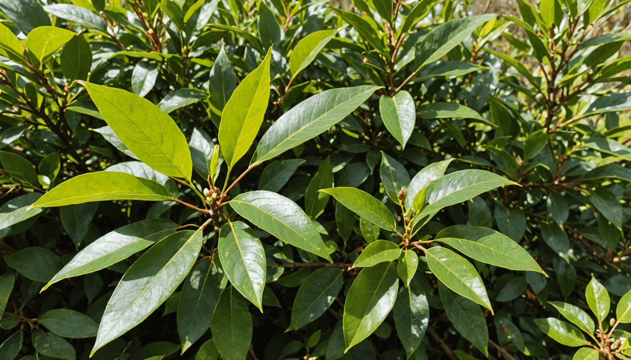 découvrez les principaux désavantages du photinia avant de l'intégrer dans votre jardin. informez-vous sur ses besoins spécifiques, ses problèmes potentiels et les alternatives à considérer pour un choix éclairé.