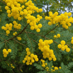 découvrez les étapes essentielles pour réussir la bouture d'un mimosa. apprenez les techniques et astuces pour obtenir des plantes vibrantes et en pleine santé grâce à une méthode simple et efficace.