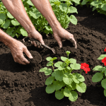 découvrez les astuces héritées de nos aînés pour cultiver des géraniums éclatants et en pleine santé. apprenez à prendre soin de ces fleurs vibrantes grâce aux conseils pratiques et naturels de grand-mère, et transformez votre jardin en un véritable paradis floral.