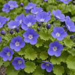 découvrez la fleur élue « plante du siècle » : une beauté à planter ce printemps, idéale pour embellir votre jardin sans nécessiter d'entretien. profitez d'une option esthétique et durable pour votre espace extérieur.