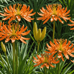 découvrez l'agapanthe orange, une plante éblouissante aux origines fascinantes. dans cet article, nous vous proposons des conseils pratiques pour la planter et des astuces d'entretien pour garantir sa floraison spectaculaire tout au long de l'été.