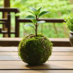 explorez le kokedama, un art floral japonais unique où les plantes s’épanouissent dans une boule de mousse. apprenez à créer et entretenir votre propre kokedama pour une touche déco zen et naturelle !