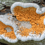 découvrez notre guide pratique pour détecter et éliminer la mérule dans votre bois de chauffage. protégez efficacement votre habitation et votre chauffage contre ce champignon destructeur grâce à des conseils simples et des solutions adaptées.