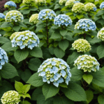 découvrez nos conseils essentiels pour tailler vos hortensias en hiver et assurer une floraison optimale au printemps. suivez notre guide pratique étape par étape pour entretenir vos arbustes facilement !