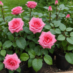 découvrez l’essentiel sur l’hormone de bouturage pour les rosiers. apprenez comment l’utiliser, ses avantages et astuces pour réussir vos boutures grâce à ce guide complet et pratique.