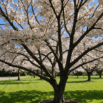 découvrez comment planter des cerisiers avec succès grâce à notre guide ultime : conseils d’experts, astuces pratiques et étapes essentielles pour profiter de magnifiques arbres fruitiers dans votre jardin.