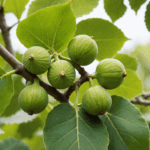découvrez à quel moment un jeune figuier commence à produire ses premiers fruits, avec des conseils pratiques et des informations essentielles pour réussir sa culture.