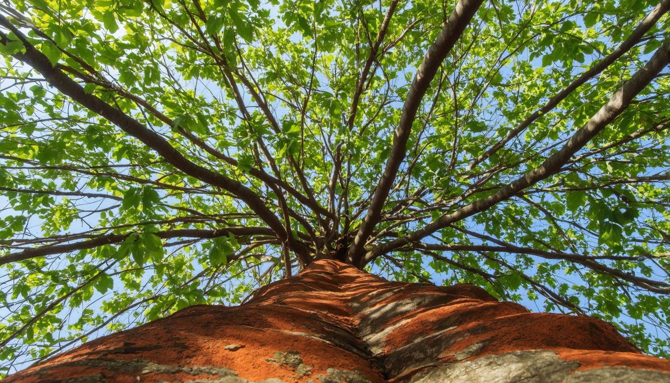 explorez une liste complète d’arbres dont le nom commence par la lettre q. découvrez leurs caractéristiques, origines et particularités dans cet article informatif.