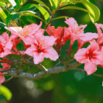 explorez une liste exhaustive d’arbres dont le nom commence par la lettre q. découvrez leurs caractéristiques, origines et particularités pour enrichir vos connaissances botaniques.