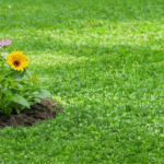 découvrez les principaux inconvénients du gazon anglais : entretien complexe, consommation d’eau élevée et impact environnemental. informez-vous sur les aspects essentiels avant d’adopter ce type de pelouse pour votre jardin.