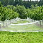 découvrez des stratégies efficaces pour maîtriser le papillon et protéger votre verger. conseils pratiques, prévention et solutions naturelles pour préserver vos récoltes en toute sérénité.