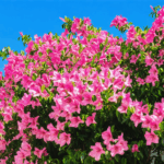 découvrez s'il est vraiment utile de retirer les fleurs fanées des lauriers roses pour favoriser leur floraison et leur santé. conseils et astuces d'entretien dans notre article.