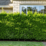 découvrez vos droits et les solutions à envisager si la fenêtre de votre voisin donne sur votre jardin : réglementation, démarches à suivre et conseils pour préserver votre intimité.