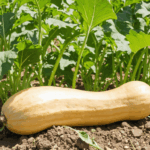 découvrez combien de courges butternut vous pouvez récolter par plant, avec des conseils pour maximiser votre production et réussir votre potager.