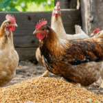 découvrez granuplume, la solution naturelle idéale pour prendre soin de vos poules. offrez-leur confort, hygiène et bien-être au quotidien avec ce produit respectueux de l’environnement.