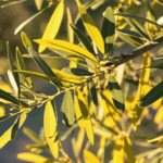 découvrez pourquoi les feuilles de votre olivier jaunissent, les causes principales de ce phénomène et nos conseils pratiques pour retrouver un arbre en pleine santé.
