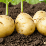 découvrez s'il est possible de cultiver des pommes de terre toute l'année ! astuces, conseils et meilleures pratiques pour obtenir une récolte abondante, quelles que soient les saisons.