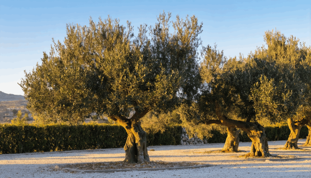 découvrez les causes principales de la chute des feuilles chez l'olivier en hiver et obtenez des conseils pratiques pour protéger et conserver la santé de votre arbre durant la saison froide.