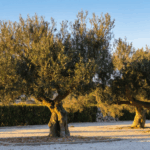 découvrez les causes principales de la chute des feuilles chez l'olivier en hiver et obtenez des conseils pratiques pour protéger et conserver la santé de votre arbre durant la saison froide.