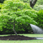 découvrez nos astuces pratiques pour tailler avec succès vos érables japonais et favoriser leur croissance harmonieuse. conseils d'experts pour un jardin éclatant toute l'année.