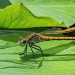 découvrez comment concevoir le bassin parfait pour vos plantes aquatiques grâce à notre guide complet : conseils, étapes et astuces pour créer un écosystème florissant et durable dans votre jardin.