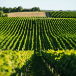 découvrez les nouvelles de bourgogne : toute l’actualité, les informations locales et les reportages passionnants pour rester connecté au terroir bourguignon.
