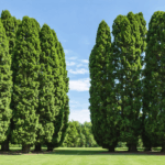 découvrez les inconvénients souvent ignorés du cyprès avant de le planter dans votre jardin : risques pour la santé, allergies, entretien difficile et impacts sur la biodiversité. informez-vous avant de faire votre choix !