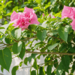 découvrez nos conseils pratiques pour stimuler une floraison rapide et abondante de vos bougainvilliers. astuces d'experts pour des couleurs éclatantes dans votre jardin !