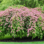 découvrez comment tailler un saule crevette étape par étape pour stimuler sa floraison et obtenir un arbuste sain et ornemental. conseils pratiques et astuces pour réussir l'entretien de votre saule crevette.