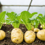 découvrez s'il est possible de cultiver des pommes de terre toute l'année, quels sont les conseils, méthodes et astuces pour profiter de récoltes continues, même en dehors des saisons traditionnelles.