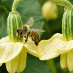 découvrez pourquoi vos courgettes se fanent avant de mûrir pleinement ! cet article explore les causes courantes, comme la pollinisation insuffisante ou un arrosage inadéquat, et propose des solutions pratiques pour obtenir de belles récoltes.