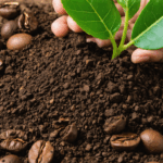 découvrez comment le marc de café peut booster la santé et la floraison de vos lauriers roses grâce à ses propriétés naturelles étonnantes. conseils pratiques et astuces pour un jardin épanoui.