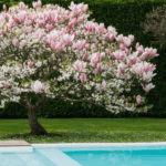 découvrez quels arbres éviter près de votre piscine pour préserver la propreté de l'eau, éviter les racines nuisibles et profiter d'un espace extérieur agréable et facile à entretenir.