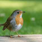 découvrez comment apprivoiser un rouge-gorge dans votre jardin grâce à nos astuces simples pour créer un lien de confiance avec ce bel oiseau sauvage et profiter de moments uniques au quotidien.