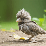 découvrez combien de temps un jeune oiseau peut survivre sans nourriture, les facteurs qui influencent sa résistance et les signes à surveiller pour protéger sa santé.