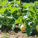 découvrez le rendement moyen par plante de butternut et nos meilleurs conseils de culture pour maximiser votre récolte. optimisez la production de vos courges grâce à des astuces simples et efficaces !