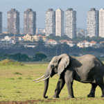 découvrez l'histoire fascinante d'ahmed l'éléphant, symbole de la coexistence pacifique entre les humains et la faune, et son impact marquant sur la préservation de la nature en afrique.