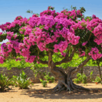 découvrez les pièges courants à éviter avant de planter un arbre de judée dans votre jardin, ainsi que des conseils pratiques pour réussir sa culture et assurer sa bonne croissance.