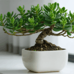 découvrez comment entretenir votre arbre de jade avec notre guide complet : conseils pratiques pour les soins, l’arrosage, le rempotage et la croissance de cette plante d’intérieur facile et décorative.
