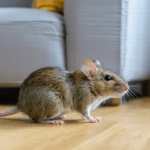 découvrez dans ce guide pratique comment utiliser le bicarbonate de soude comme méthode naturelle et efficace pour éloigner les souris de votre maison. astuces, précautions et conseils d'application inclus pour un environnement sain sans produits chimiques.