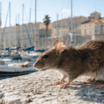 découvrez pourquoi les opérations de dératisation connaissent une hausse spectaculaire à marseille. analyse des causes, chiffres récents et conséquences pour les habitants.