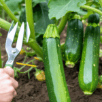 découvrez s'il est sécuritaire de tailler les feuilles de courgettes, les bonnes pratiques à adopter et les précautions à prendre pour assurer la santé de vos plants et une récolte abondante.