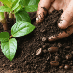 découvrez si le marc de café peut véritablement servir d'engrais pour le laurier rose. avantages, précautions et conseils pour booster la croissance de votre plante avec cette astuce naturelle.