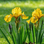 découvrez s'il est recommandé de tailler les feuilles d'iris après leur floraison, ainsi que les bonnes pratiques d'entretien pour préserver leur santé et assurer une belle floraison l'année suivante.