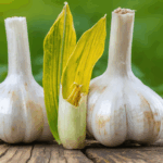 découvrez quand récolter l'ail semé au printemps pour obtenir des bulbes savoureux et bien développés. astuces et conseils pour une récolte optimale.