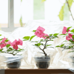 découvrez notre guide pratique pour réussir facilement la bouture de votre bougainvillier et profiter d'une plante vigoureuse et florissante. conseils étape par étape, astuces et erreurs à éviter pour garantir votre succès !